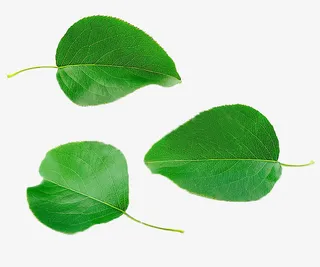 梨树的树叶免抠