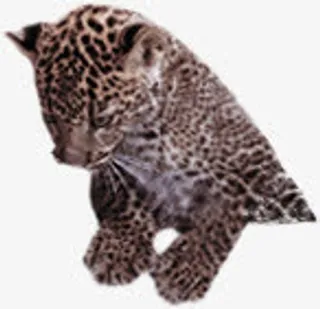 豹纹老虎图片免抠