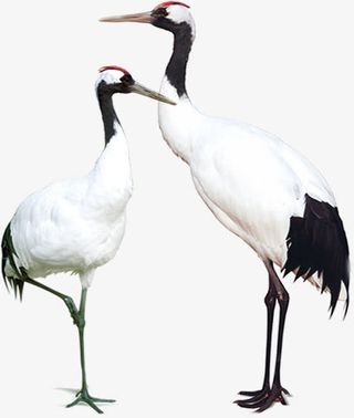 两个仙鹤美景节日免抠装饰动物元素
