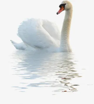 鹅水里游的鹅白天鹅免抠