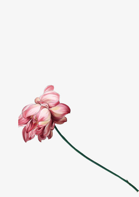 手绘红白花朵png素材免抠