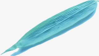 粽叶叶子端午节免抠