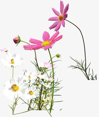 春天烂漫花朵美景免抠