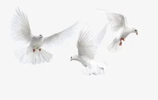 白鸽 鸽子图片免抠