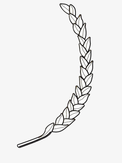 成熟的稻谷免抠