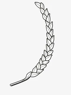 成熟的稻谷免抠