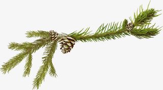 松针松果装饰免抠