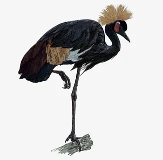 手绘黑欧鸟素材免抠