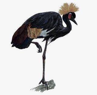 手绘黑欧鸟素材免抠