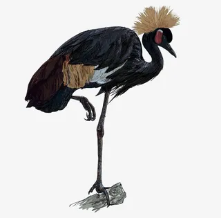 手绘黑欧鸟素材免抠