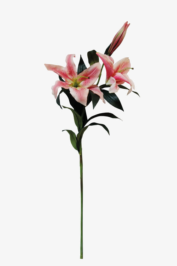 粉百合免抠