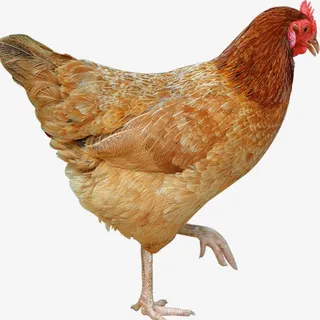 芦花鸡老母鸡免抠