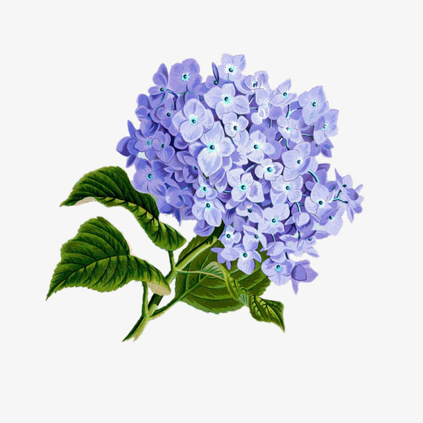 手绘蓝色丁香花球插画免抠免抠