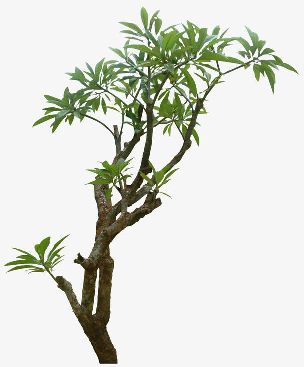 景观树免抠