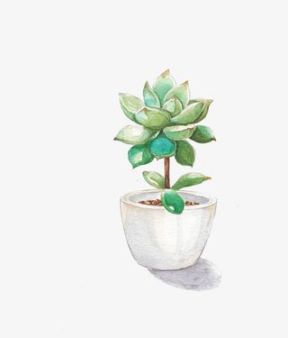 水彩手绘多肉植物免抠