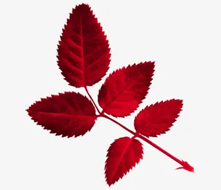 红色叶子免抠