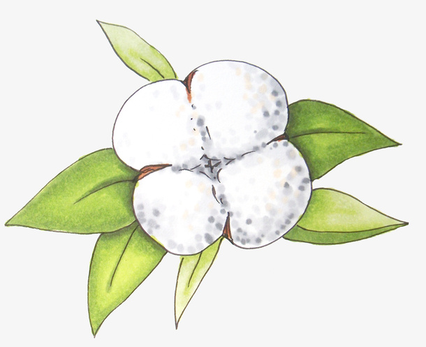 木棉花 叶子免抠