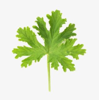 香茅叶子微距特写免抠