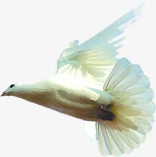 白色节日白鸽美景免抠