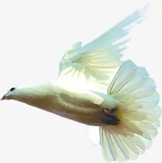 白色节日白鸽美景免抠