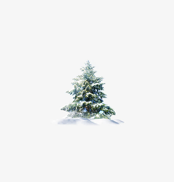 雪松免抠