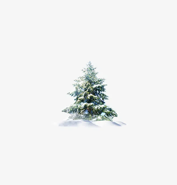 雪松免抠
