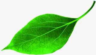 绿色树叶清新春天免抠