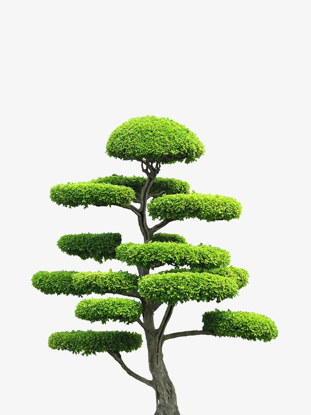树枝免抠