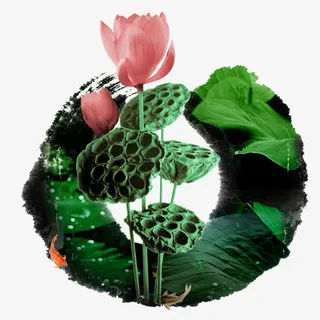 绿色荷花素材免抠