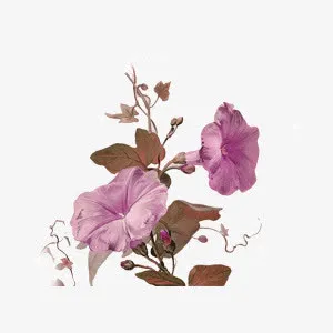 唯美浪漫紫色牵牛花免抠