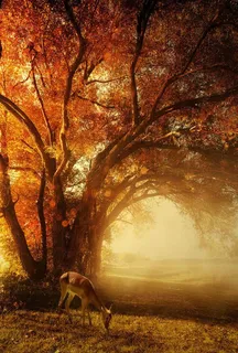 橙色光线光源深林免抠