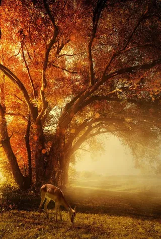 橙色光线光源深林免抠