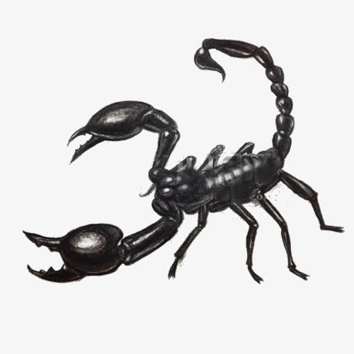 素描蝎子免抠
