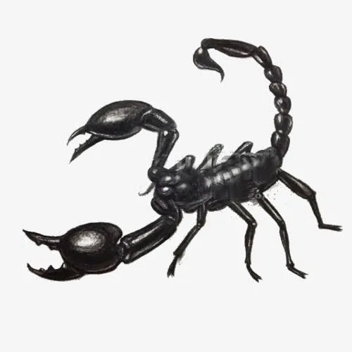 素描蝎子免抠