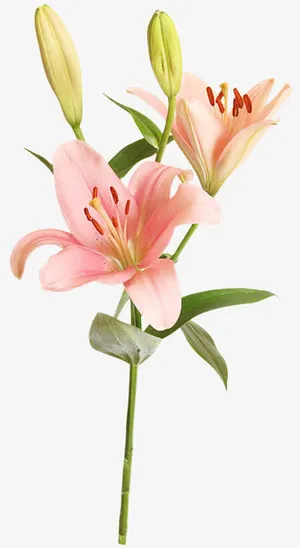 粉色百合花免抠 粉色百合花免抠