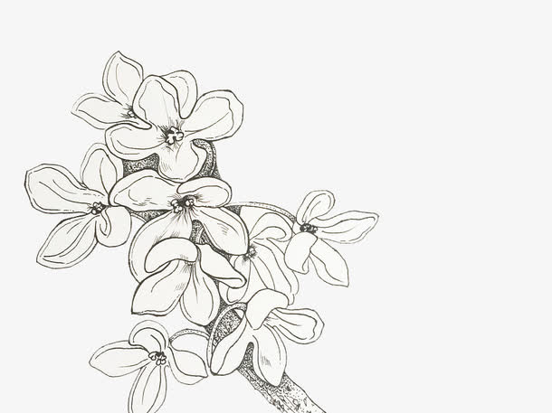 手绘桂花花瓣矢量图免抠