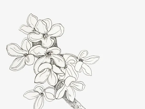 手绘桂花花瓣矢量图免抠