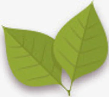 两片绿叶免抠