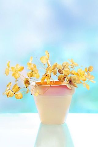 花盆里的黄色叶子海报背景