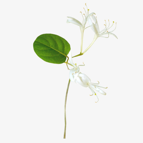 金银花素材免抠