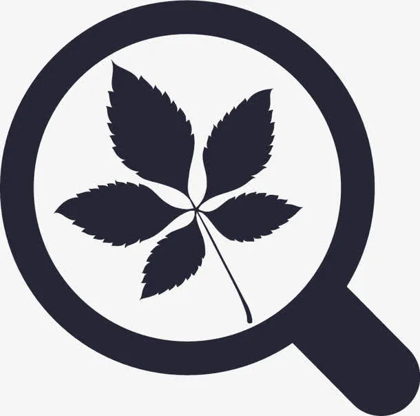 人参叶片类型免抠