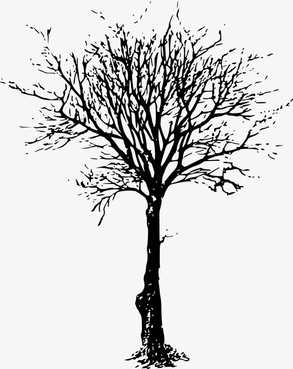 黑白树枝免抠