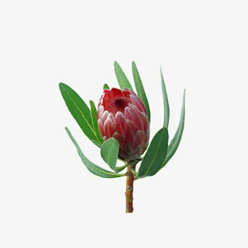 花朵免抠