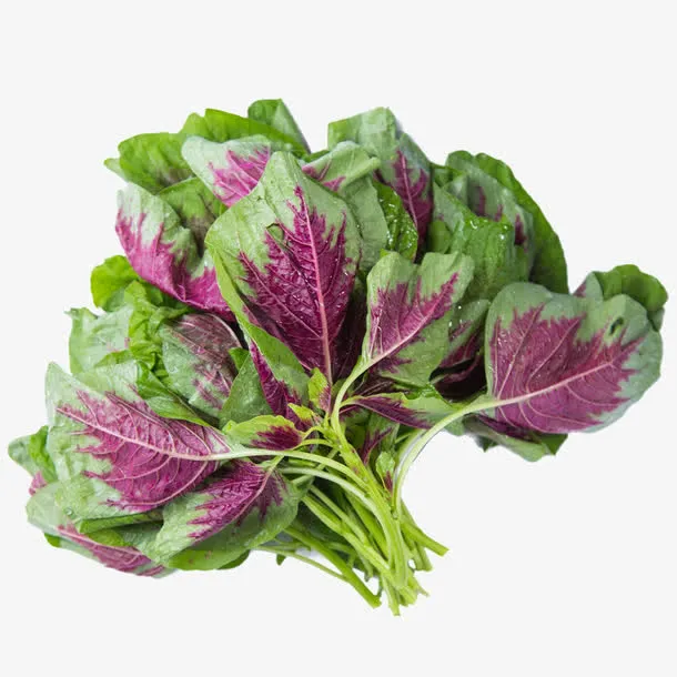一棵美丽的红苋菜免抠