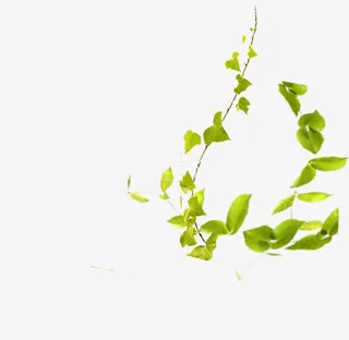 绿叶树串元素免抠