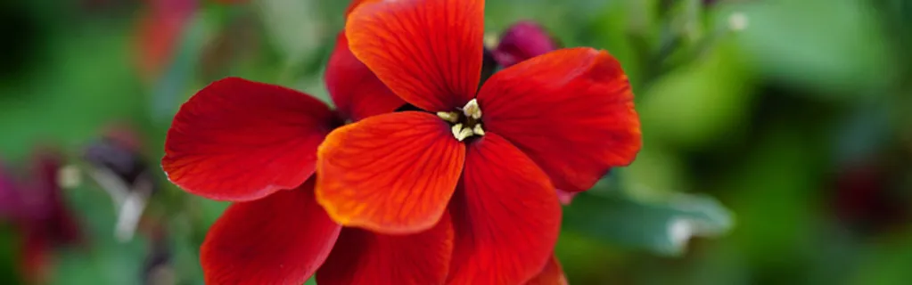 红花绿叶背景图高清