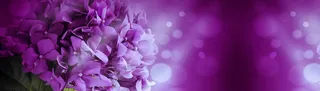紫色花朵背景高清