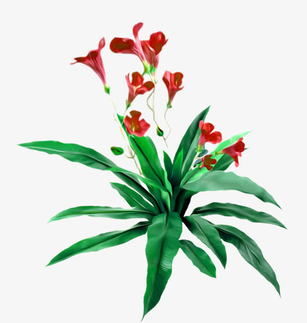 百合兰花免抠