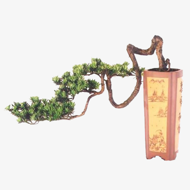 松树图片免抠