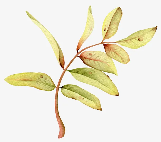 手绘绿色植物绿叶免抠
